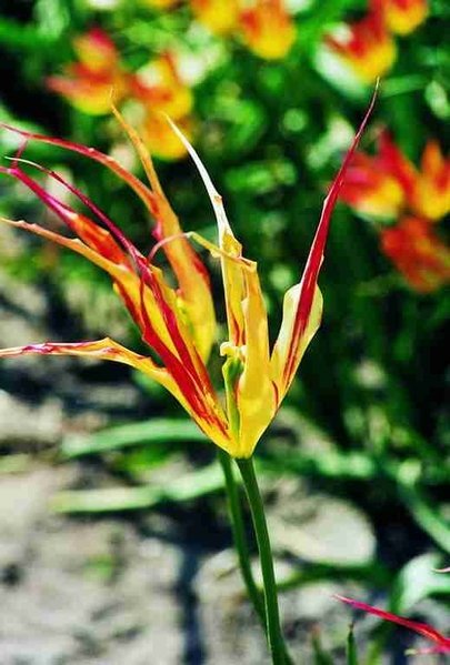 517330 Tulipa acuminata - Species