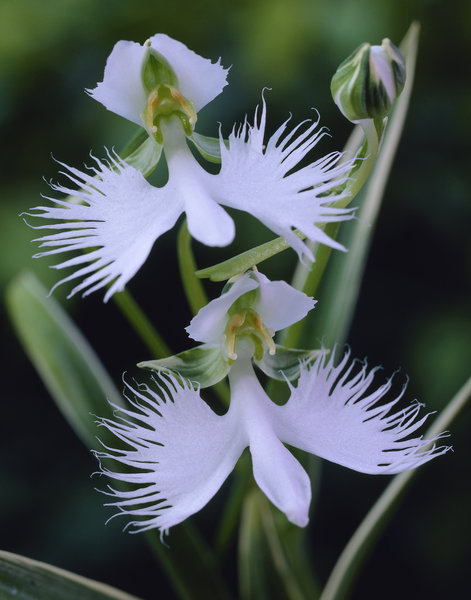 097710 Habenaria radiata - Weiße Vogelblume