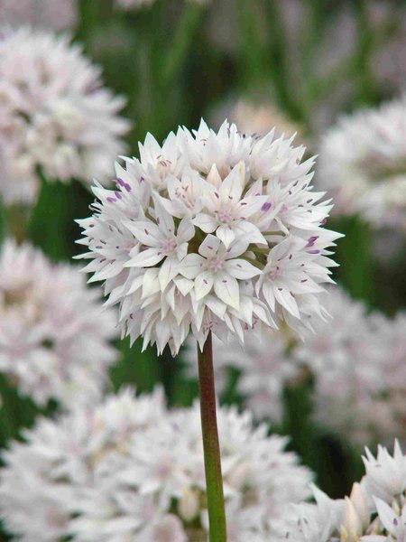 542060 Allium amplectens Graceful Beauty