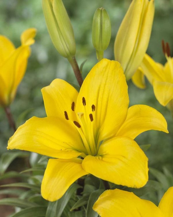 583030 Lilien Asiatische Hybriden Yellow County Je 5 Stück