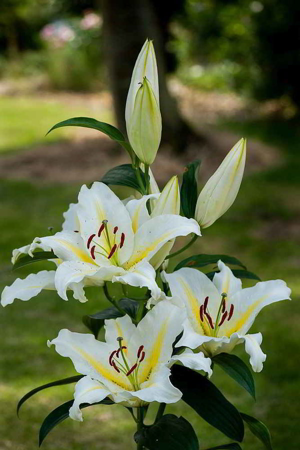 583515 Lilien – Orientalische Hybride Baferrari Je 5 Stück