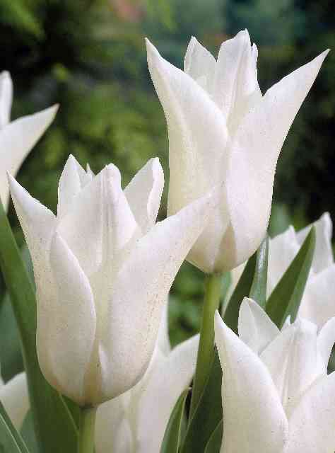 476290 Lilienblütige Tulpe White Triumphator 12/+ je 10 Stück