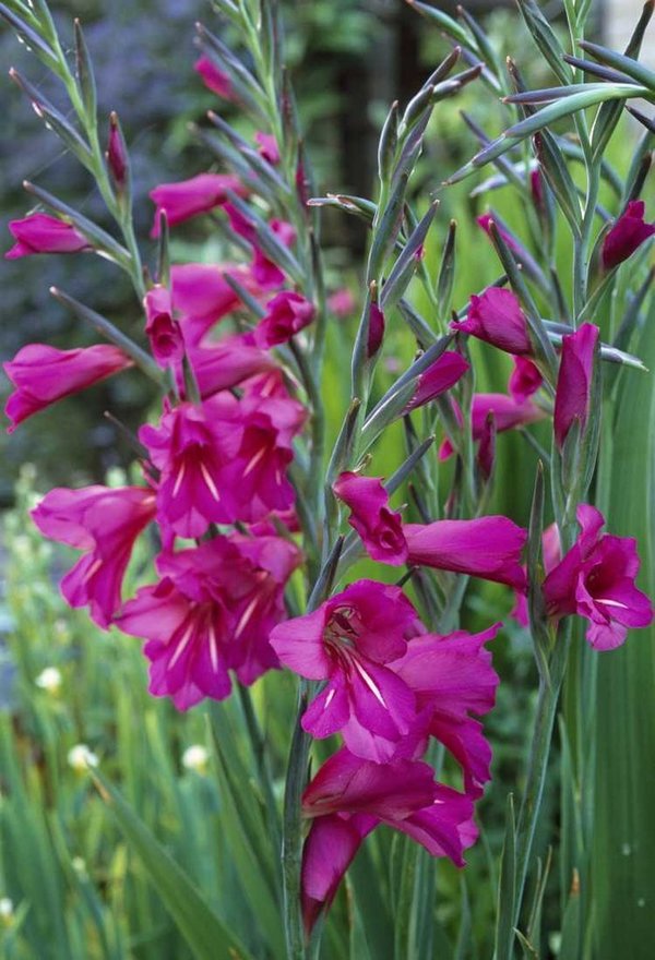 096520 Gladiolus communis ssp. byzantinus (à 10 Stück)