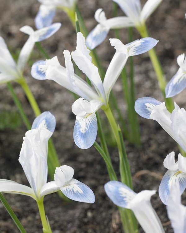 575895 Iris reticulata Frozen Planet - Netzblatt-Schwertlilie je 10 Stück