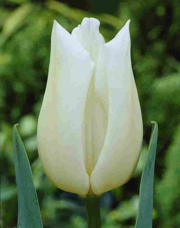 388640 Triumph – Tulpe Agrass White je 10 Stück