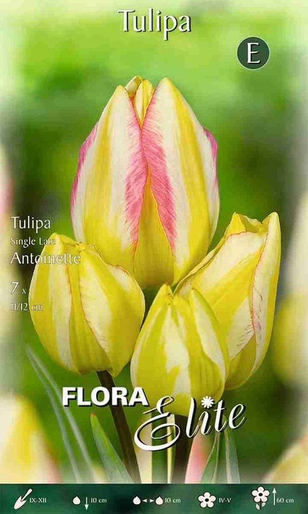 956000 Antoinette - Mehrblütige langstielige Tulpen