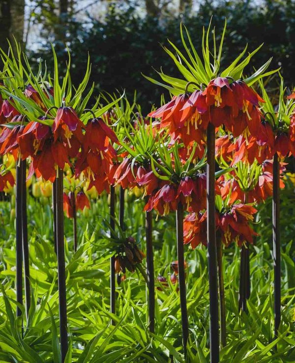 548764 Fritllaria  imperialis Red Beauty®