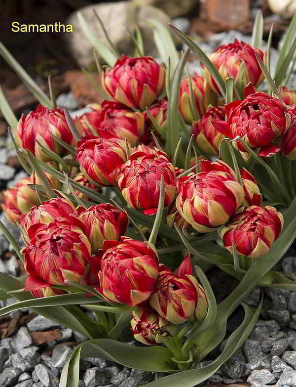 519390 Tulipa humilis "Samantha" - Species je 10 Stück