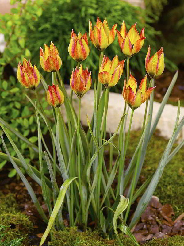 520000 Tulipa orphanidea Flava - Species je 10 Stück