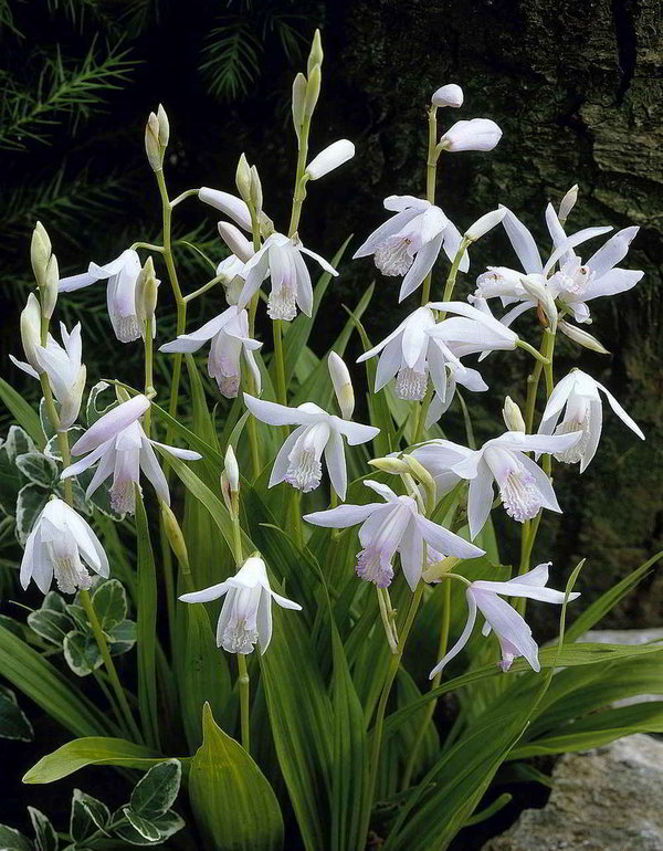 085220 Bletilla striata alba (hyacintina alba)
