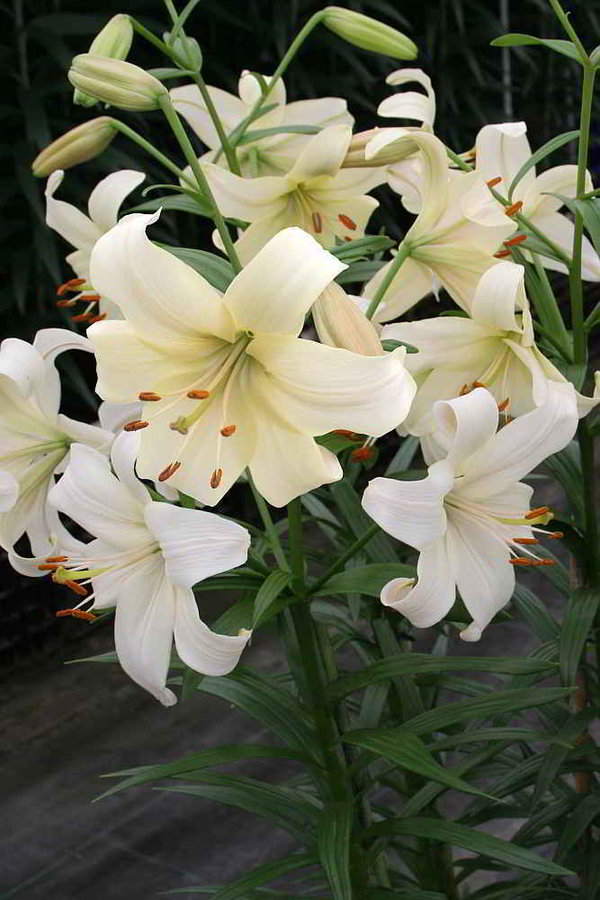 583864 Lilien Asiatische-Hybriden Pearl White Je 5 Stück