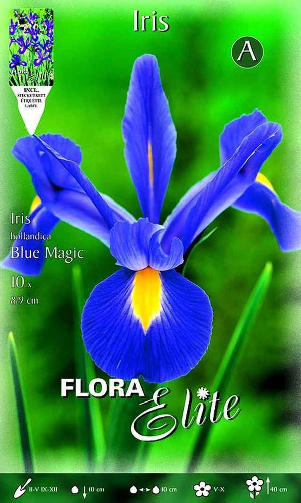 215880 IRIS HOLLANDICA BLUE MAGIC
