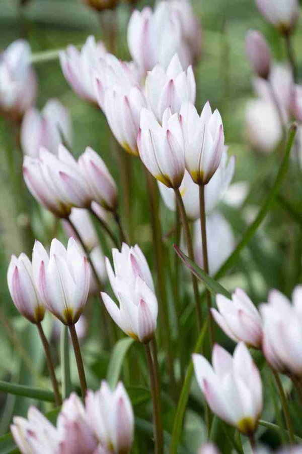 518600 Tulipa cretica "Hilde" - Species je 10 Stück
