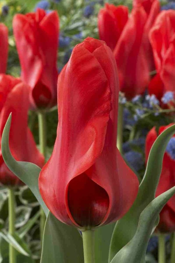 519395 Tulipa ingens - Species je 10 Stück