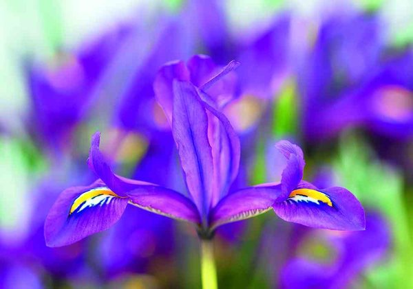 576315 Iris reticulata "Scent Sational" - Netzblatt-Schwertlilie je 10 Stück