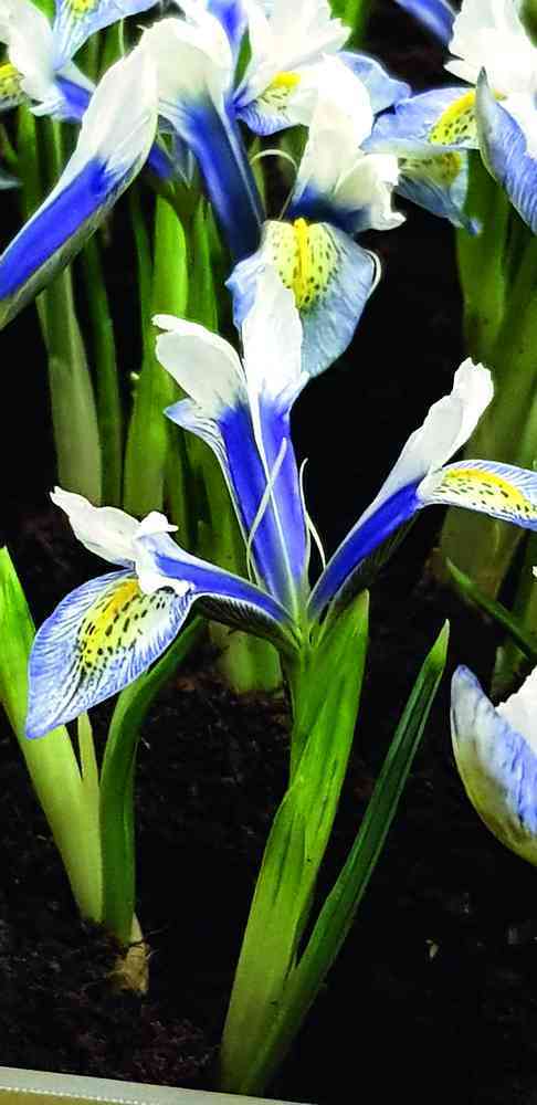 576320 Iris reticulata 'Sea Breeze' - Netzblatt-Schwertlilie Je 5 Stück