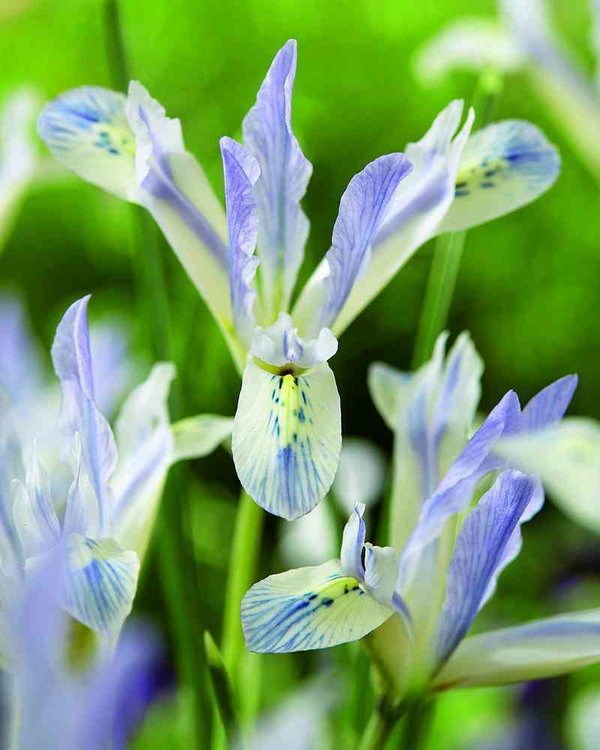 576219 Iris reticulata "Painted Lady " - Netzblatt-Schwertlilie je 10 Stück