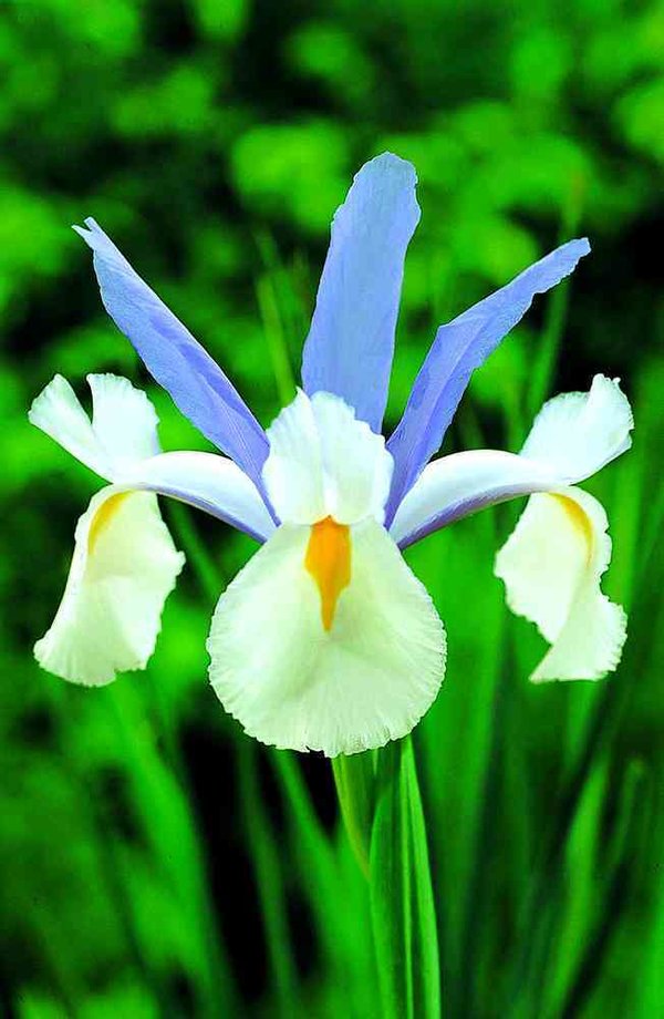 579850 Iris hollandica  Silvery Beauty® je 10 Stück