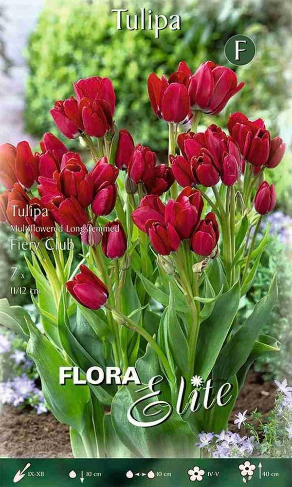 956005 Fiery Club - Mehrblütige langstielige Tulpen