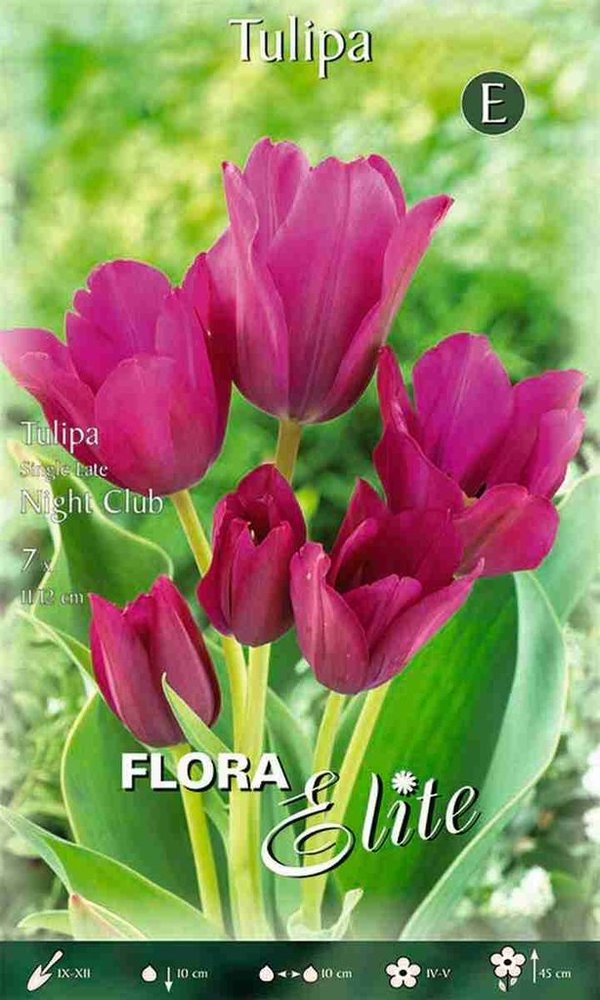 956015 Night Club - Mehrblütige langstielige Tulpen