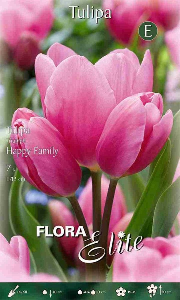 956012 Happy Family - Mehrblütige langstielige Tulpen