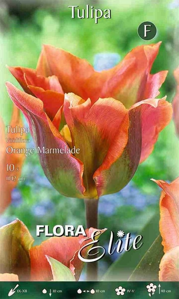 956210 Orange Marmelade  - Viridiflora TULPEN