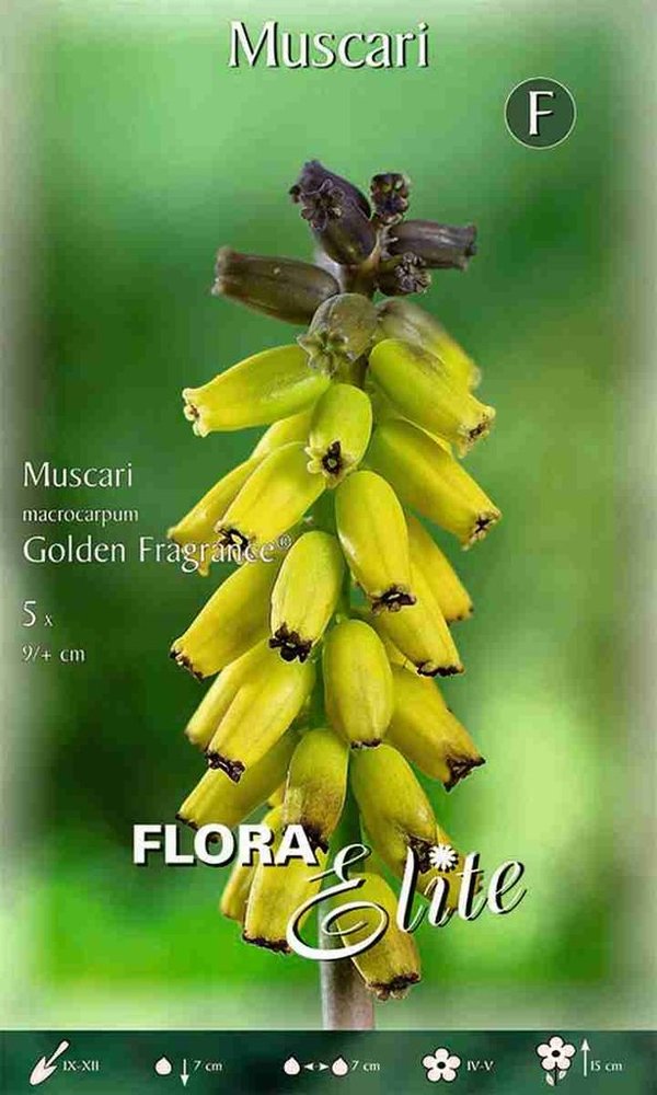 971880 macrocarpum Golden Fragrance - MUSCARI