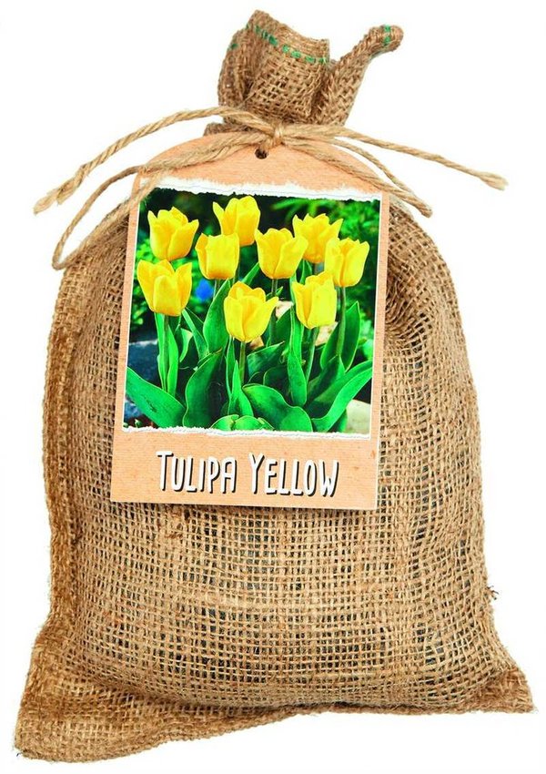 982508 XXL TULPEN im Jutebeutel  Tulpen langstielig Yellow