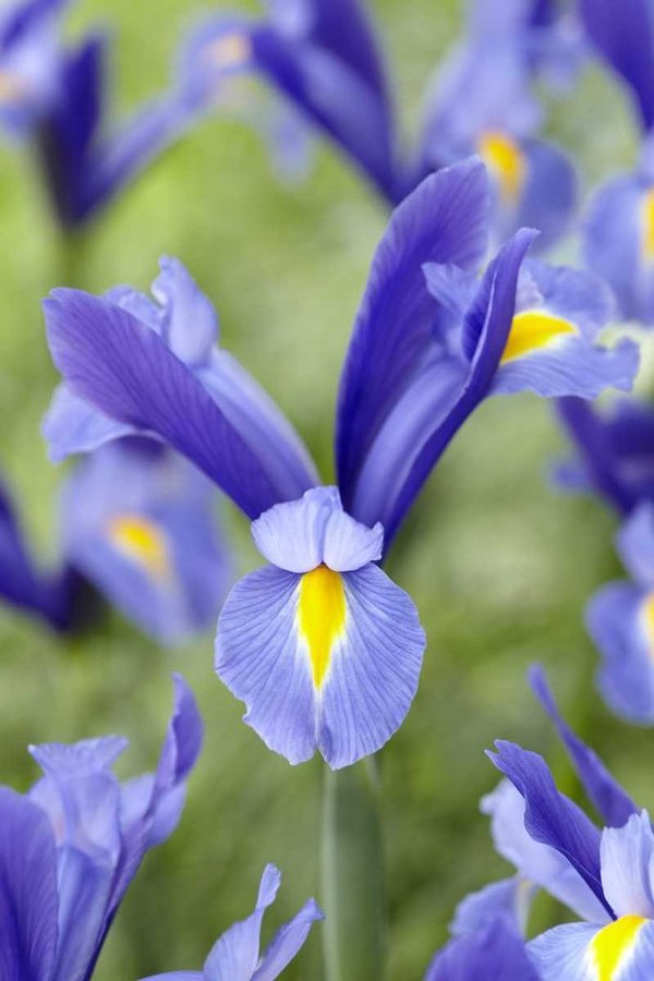 578200 Iris hollandica Sapphire Beauty je 10 Stück