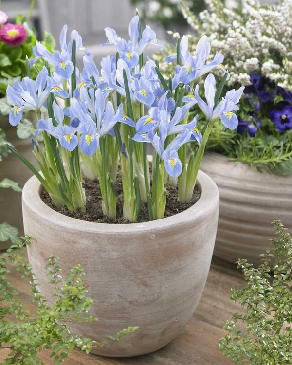 575833 Iris reticulata Blue Planet - Netzblatt-Schwertlilie je 10 Stück