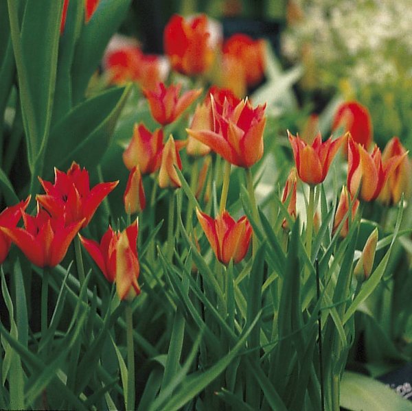 517800 Tulipa batalinii Red Gem - Species je 10 Stück