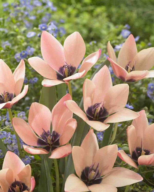 517440 Tulipa clusiana Annika - Species je 10 Stück