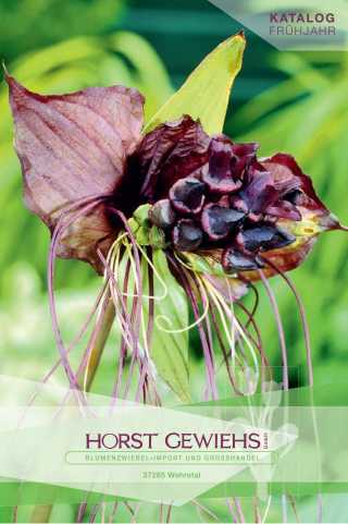 800548Fd  Blumenzwiebel-Katalog Frühjahr 2023 zum Download
