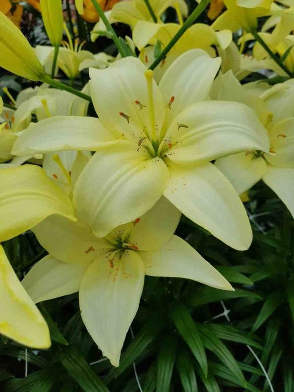 099560 Easy Vanilla  Lilien - Asiatische Hybriden, pollenfrei (à 3 Stück)