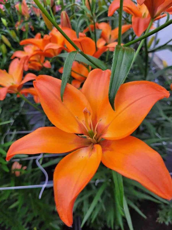 099565 Mandarin Star  Lilien - Asiatische Hybriden, pollenfrei (à 3 Stück)